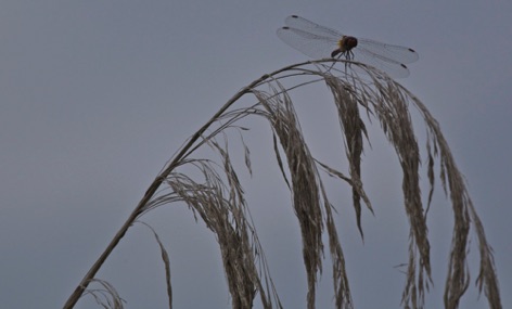 Libellula